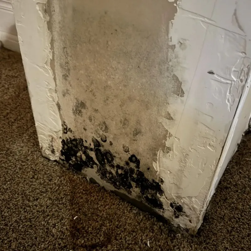 Professional Mold Removal in Richland, NY